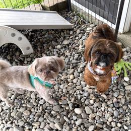 Shih Tzu puppies from HonorRae Shih Tzu