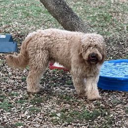Loki - Goldendoodle