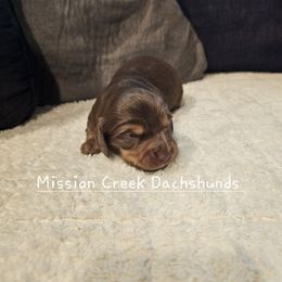 Girl 1 - Chocolate and tan female Dachshund puppy in Winchester, Idaho from Mission Creek Dachshunds