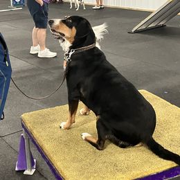 Entlebucher Mountain Dog Puppies from Ironclad