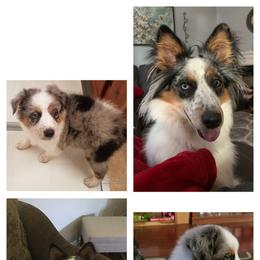 Australian Cattle Dog and Australian Shepherd Puppies from Silver Bitch Stables