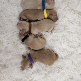 Dachshund Puppies from Pretty Little Dachshunds