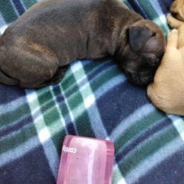 Staffordshire Bull Terrier Puppies from Bold Play Staffords