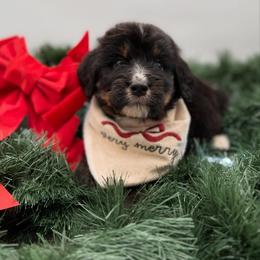Denali - Tri-color male Bernedoodle puppy in Ocala, Florida from Bernedoodles of Florida