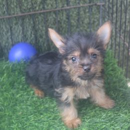 Krystal boy C - Silky Terrier puppy from Delayre Kennels