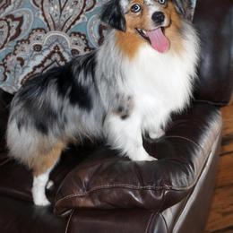 Joey - Miniature Australian Shepherd