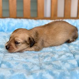 Ophelia - Cream female Dachshund puppy in Crestview, Florida from Neverending Dachies