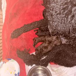 Rita - Blue female Poodle puppy in Meadowbrook, California from Standard Poodle Pups