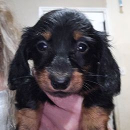Bigger girl - Black and tan female Dachshund puppy in Lyle, Washington from Wines Wienery