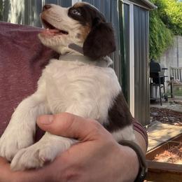 English Springer Spaniel Puppies from Desert Shadow Springers