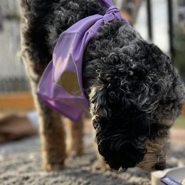 Aussiedoodles and Goldendoodles from Nosie Posie