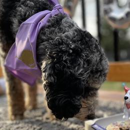 Aussiedoodles and Goldendoodles from Nosie Posie