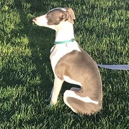 Bernedoodle and Italian Greyhound All Grown Up from Willow Bend Kennel