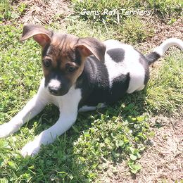 Zack - Black tan and white Rat Terrier puppy in Shelbyville, Tennessee from Gems Rat Terriers