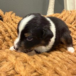 BTF2 - Black tri-color female Australian Shepherd puppy in Manchester, Iowa from Lone Willow Aussies