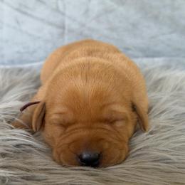 Pink Collar - Yellow female Labrador Retriever puppy in Quinlan, Texas from Wright Way Retrievers