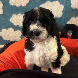 Champion - Parti female Poodle puppy in Elkin, North Carolina from Poodle and Doodle Haven