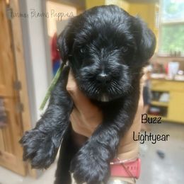 Buzz Lightyear - Black male Schnoodle puppy in Sedalia, Missouri from Farmer Brown's Puppies