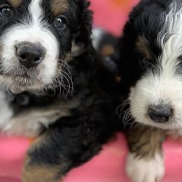 Bernedoodle and Goldendoodle Puppies from Highland Goldendoodles