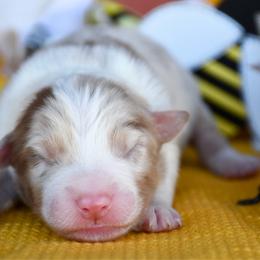 Stinger - Red merle male Australian Shepherd puppy in Kirksville, Missouri from BellSharps Australian Shepherds
