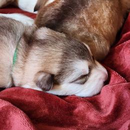 Lilly, green collar girl - Red and white female Alaskan Malamute puppy in Grayson County, Virginia from River Bend Malamutes