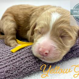 Yellow Girl - Red  female Goldendoodle puppy in Travelers Rest, South Carolina from Bailey Mountain Doodles