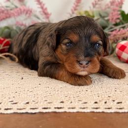 Wren - Chocolate female Cavapoo puppy in Kankakee, Illinois from Apricot Roots Doodles