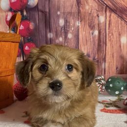 Josef - Red sable male Havanese puppy in Clermont, Florida from Country Sweet Havanese and Creative Coaching