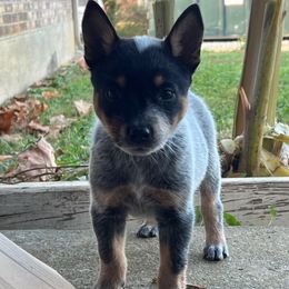 Female 1 - Blue female Australian Cattle Dog puppy in Irvington, Kentucky from Dry Valley’s Australian Cattle Dogs