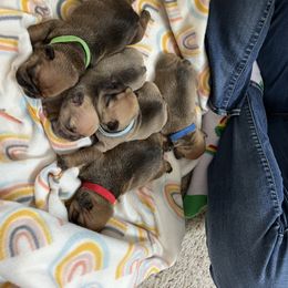 French Bulldog Puppies from Silver Maple Frenchies
