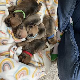 French Bulldog Puppies from Silver Maple Frenchies