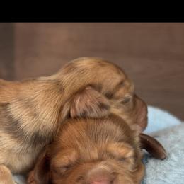 Dachshund Puppies from Suzie’s Mini Doxies
