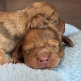 Dachshund Puppies from Suzie’s Mini Doxies