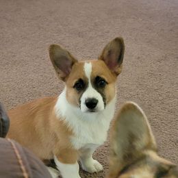 Roper - Pembroke Welsh Corgi