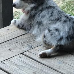 Toy Australian Shepherd All Grown Up from The Ranch of the Sun Toy Aussies