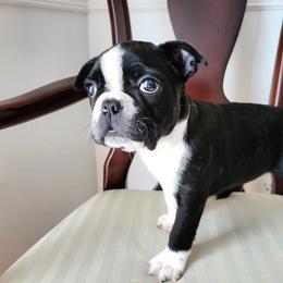 Boston Terrier Puppies from Our Gang Bostons
