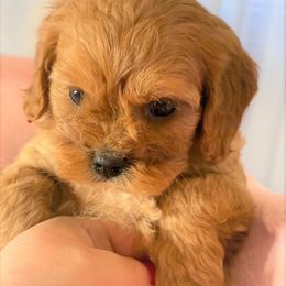 Cavapoo Puppies from Clearview Canines