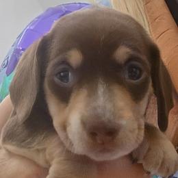 Lucky Leprechaun - Chocolate and tan male Dachshund puppy in Pahrump, Nevada from Heaven Sent Doxies