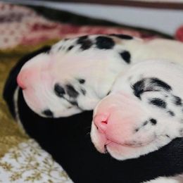 Great Dane Puppies from YK Great Danes