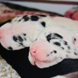 Great Dane Puppies from YK Great Danes