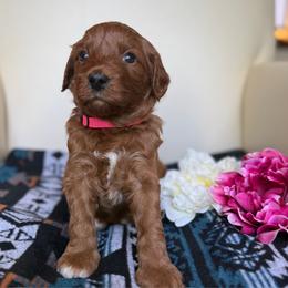 Papita - Red  female Goldendoodle puppy in Pine Grove, California from Lundee Doodles