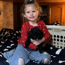 Cockapoo and Cocker Spaniel Puppies from Penny’s Perfect Pups