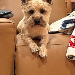 Bodie - Cairn Terrier
