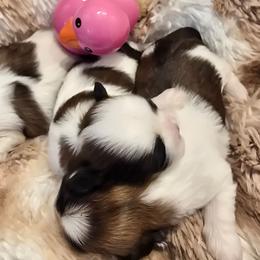 Nugget - Black gold and white female Shih Tzu puppy in Fallon, Nevada from Grandma Ts Precious Puppies