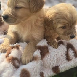 French Bulldog, Goldendoodle, and Mal-Shi Puppies from Courtney Nicole's Goldendoodles