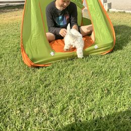 Lagotto Romagnolo Puppies from Lagotti di Mesilla