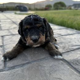 Bernedoodle Puppies from Little Diamond Doodles