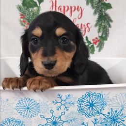 Maple - Black and tan female Dachshund puppy in Anaconda, Montana from Williams Family Dachshunds