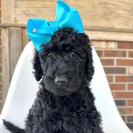 Raven - Black female Goldendoodle puppy in Pulaski, Tennessee from Doodle My Heart