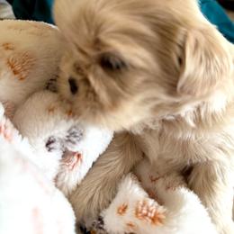 Teal - Sable and white male Shih Tzu puppy in Yorba Linda, California from AKC Registered Purebred Shihtzus